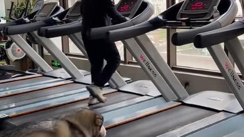 Funny dog fitness