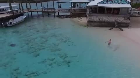 Four sharks chase a little boy on the beach in the Bahamas!