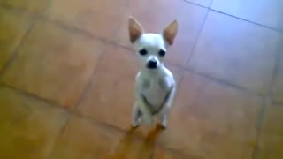 Chihuahua very funny dancing