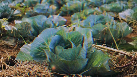 Cabbage Care Guide in Under A Minute