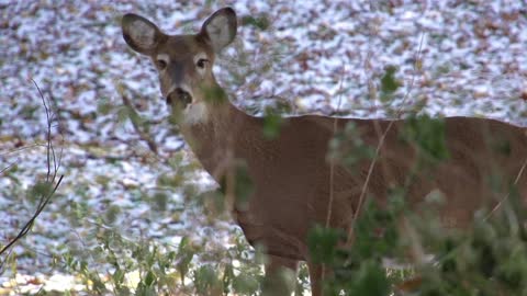 Deer walking in woods