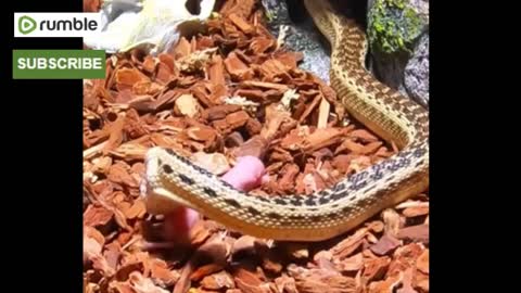 Snake-Live-Eats-6-More-Pinkies-Facebo