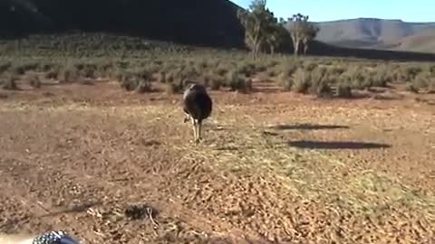 South Africa Ostrich