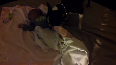 Boston Terrier tucks baby into bed