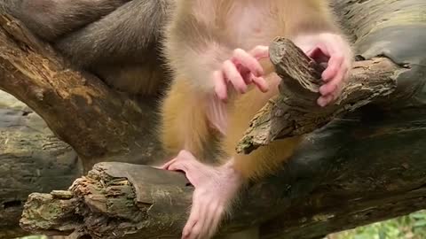 Baby monkey cute animals 39