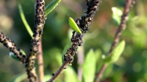 Ants Crawling On A Plant