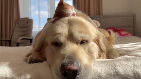 Tiny Kitten Uses a Golden Retriever as a Pillow to Sleep on