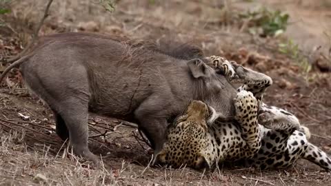 Warthog kill *Not for sensitive viewers*