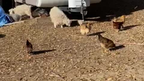 Benny Farm fall, goats and chickens