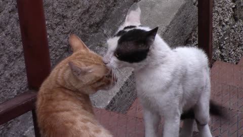 cute cat fighting and cat meowing