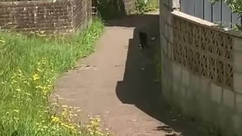 Magpie messes with cat #shorts #subscribe #like #explore #cat #magpie