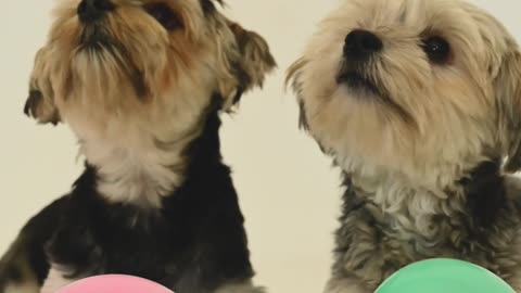 Cute dogs playing with balloons