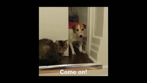 Angry cats🐱 vs dogs 🐕 funny compilation - 2021
