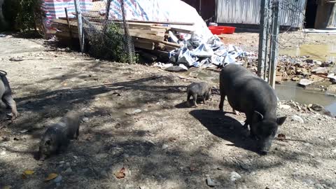 Mother and baby wild boars calmly look for food in front of tourists