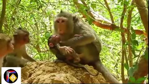 Monkey Giving Birth