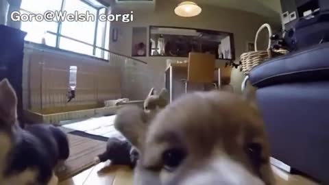In 30 sec,These Hilarious Slow-Mo Corgi puppies Will make You Laugh & Smile