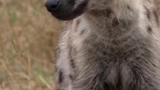 hyenas giving ''Laughter''