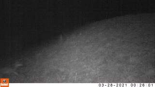 Trail cam video of Coyote 2021