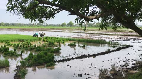 Farmers Harvesting The Rice Field