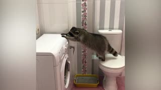 The clumsy raccoon tries to jump on the washing machine