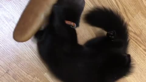 Rescued Sable (marten) adorably plays with a loaf of bread