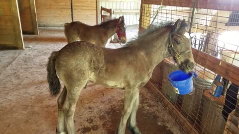 Two adorable foals training in patience standing tied