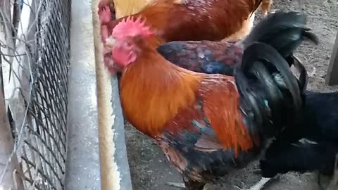 happy chickens