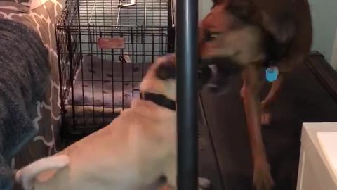 Brown dog walking on treadmill getting bothered by pug off of treadmill