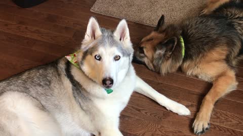 Husky howls just because he can