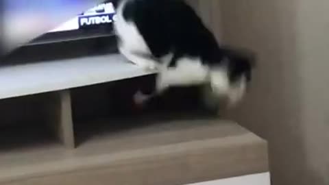 Kitten Tumbles Down From TV Cabinet While Preparing to Jump