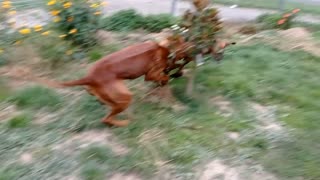 Lion Hounds Make Lion Sounds