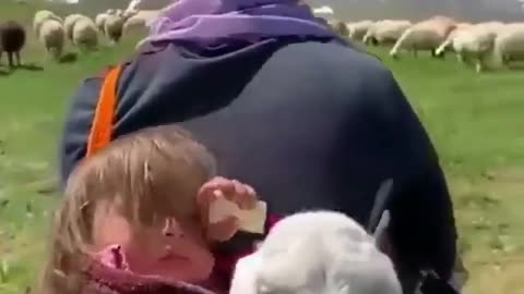 Girl And Her Lamb Have The Most Perfect Friendship