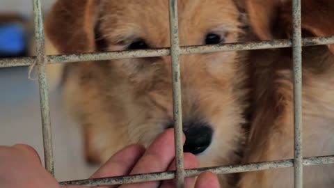 male hand petting caged stray dogs in pet shelter. People, Animals