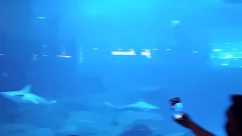 World's 2nd largest aquarium in Dubai mall