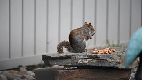 Squirrel is eating peanut