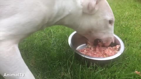 ENGLISH BULL TERRIERS Are the CUTEST Compilation