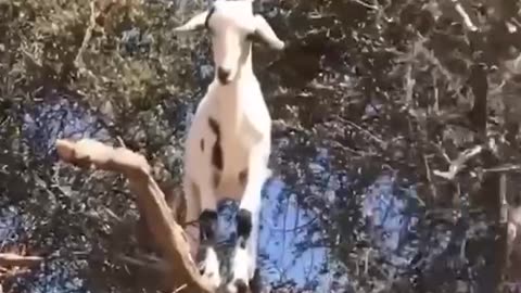 Goat climbing trees