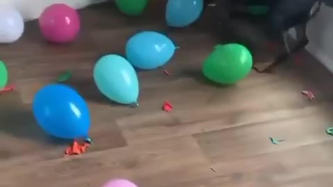 Dog playing with balloons