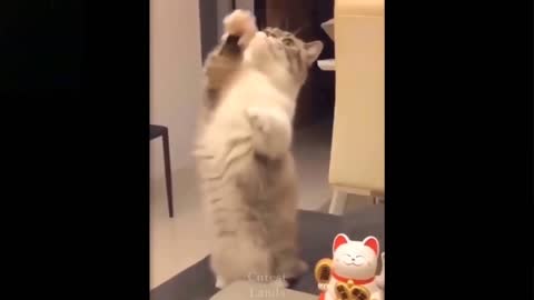 Funny Cat Is Waving (Laugh Together)