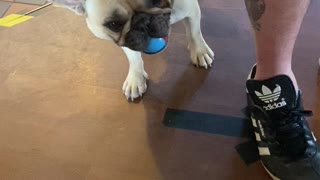 Dog Throws Ball Directly At Camera