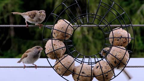 That's a Unique way of Bird feeding (loved it)