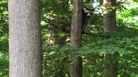 0.A Raccoon Climbing a Tree