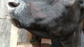 Cow drool