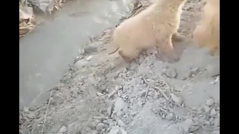 Bad day's of cute animal