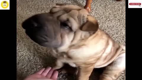 The Funniest Moments Of Cute Shar Pei Puppies at their best