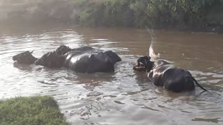 cow bathing in the canal
