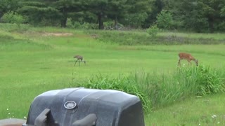 Deer VS Sandhill Crane