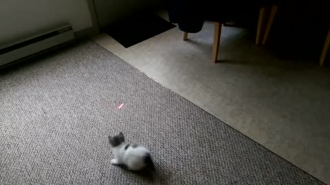 Laser-chasing kitten refuses to walk on tiles