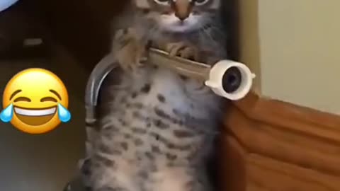 Cat funney videos 😂😂😂😂