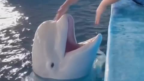 Beautiful dolphin kissing video